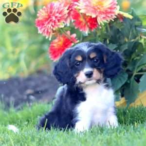 Karla, Cavapoo Puppy