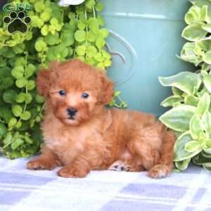 Karla, Mini Goldendoodle Puppy