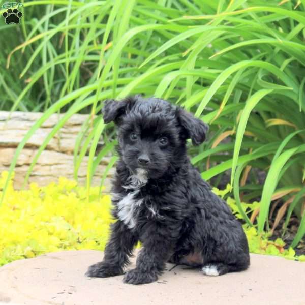 Karson, Yorkie Poo Puppy