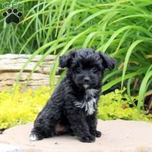 Karson, Yorkie Poo Puppy
