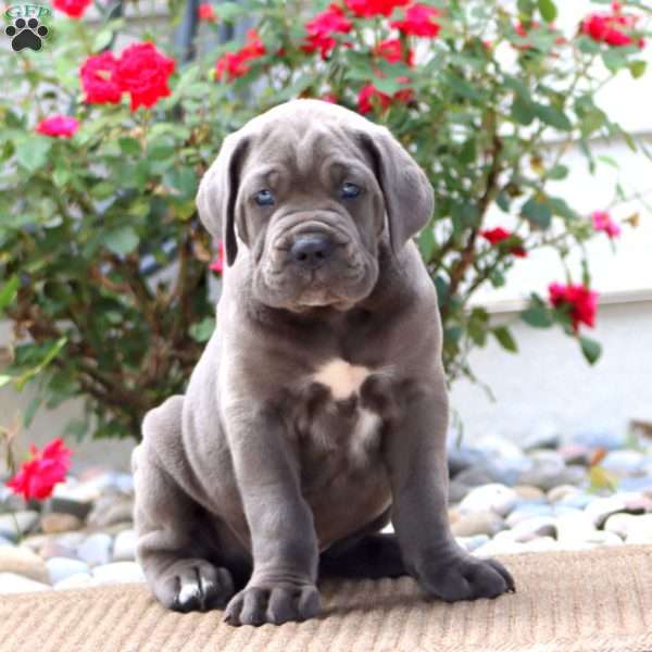 Karson, Cane Corso Puppy