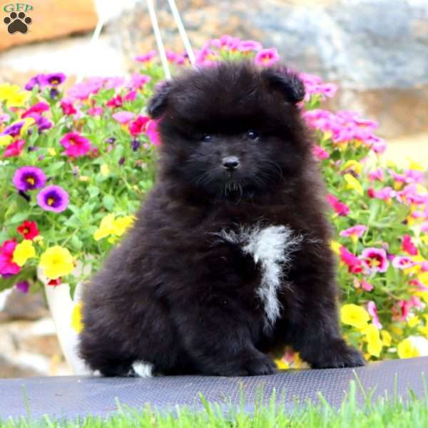Karson, Pomeranian Puppy