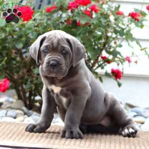 Karson, Cane Corso Puppy