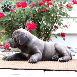 Karson, Cane Corso Puppy