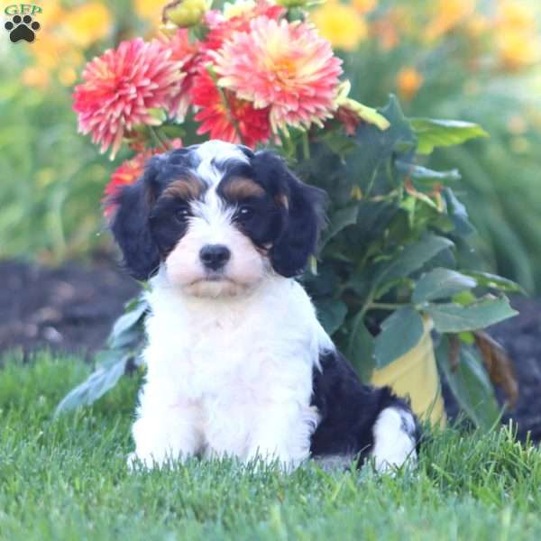 Karter, Cavapoo Puppy