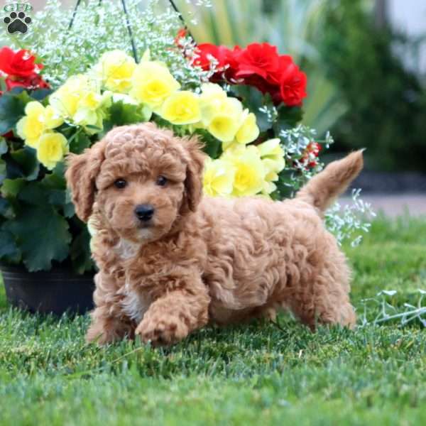 Karter, Miniature Poodle Puppy