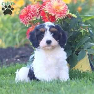 Karter, Cavapoo Puppy