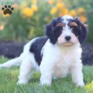Karter, Cavapoo Puppy