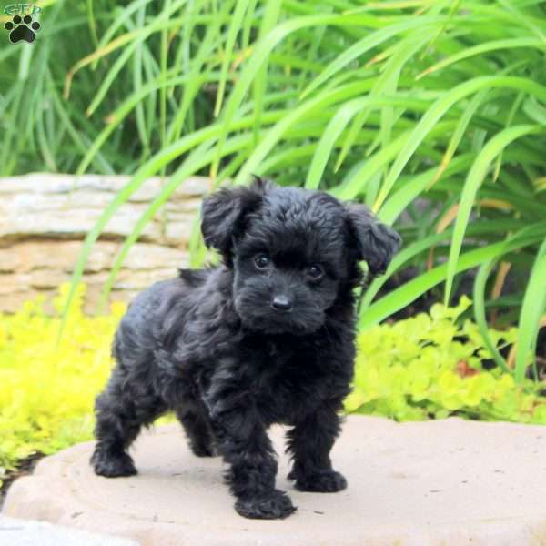 Kassidy, Yorkie Poo Puppy