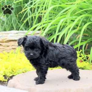 Kassidy, Yorkie Poo Puppy