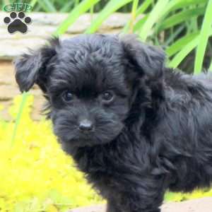 Kassidy, Yorkie Poo Puppy