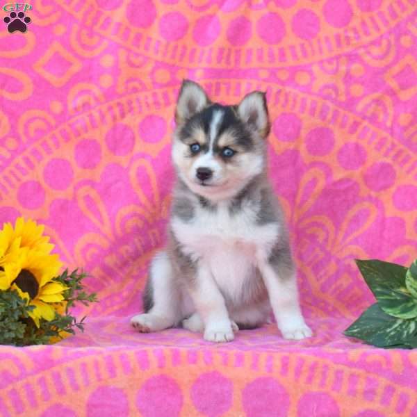Kathy, Pomsky Puppy