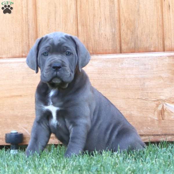 Kathy, Cane Corso Puppy