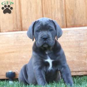 Kathy, Cane Corso Puppy