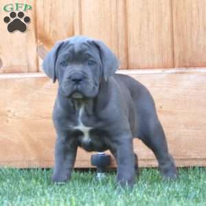 Kathy, Cane Corso Puppy