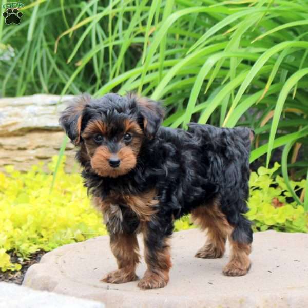 Kayde, Yorkie Poo Puppy