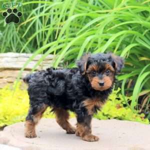 Kayde, Yorkie Poo Puppy