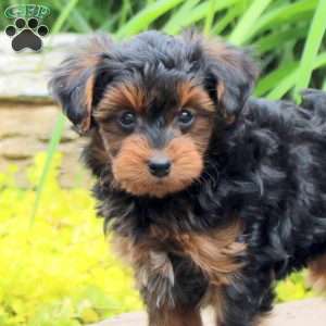 Kayde, Yorkie Poo Puppy