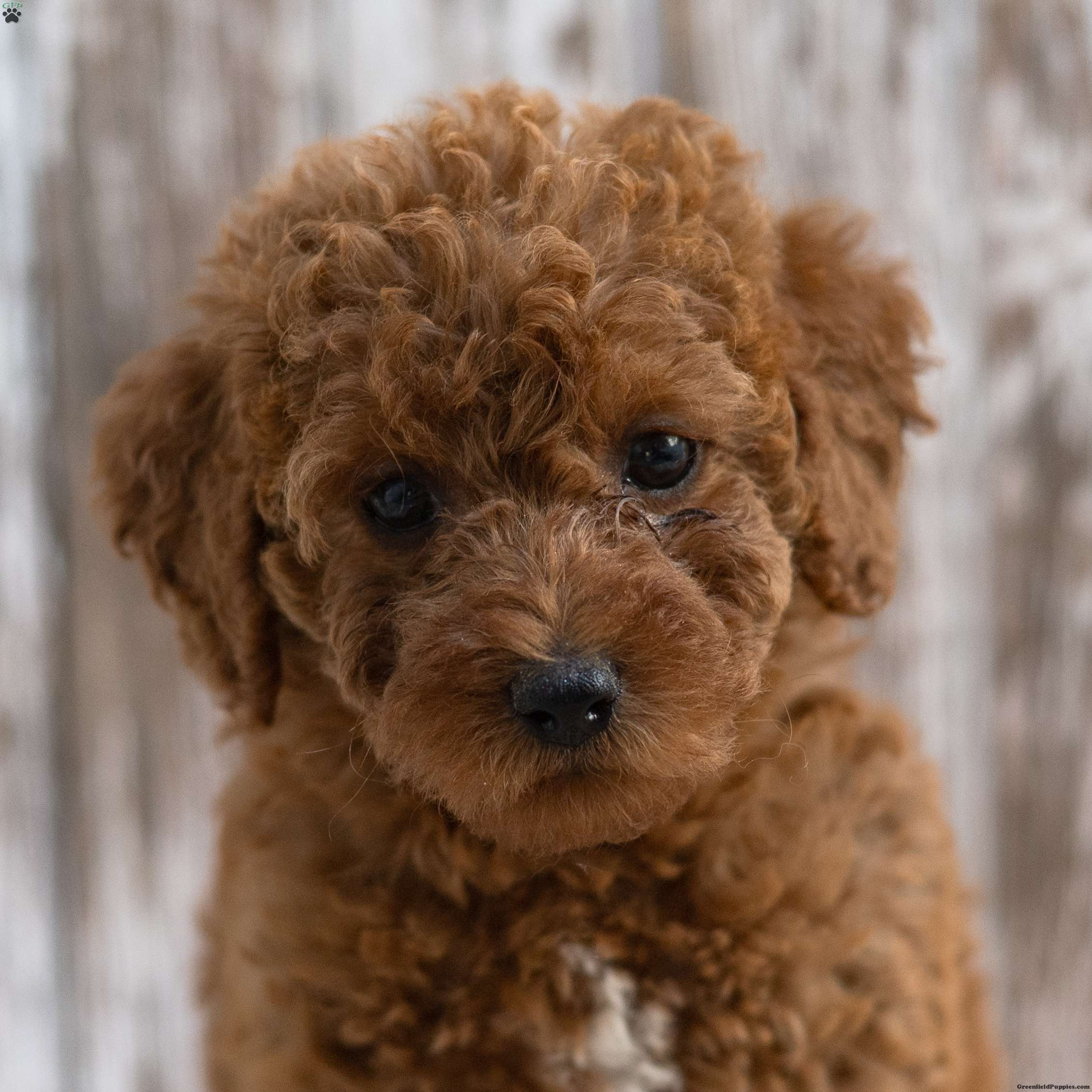 Kayla - Mini Labradoodle Puppy For Sale in Pennsylvania