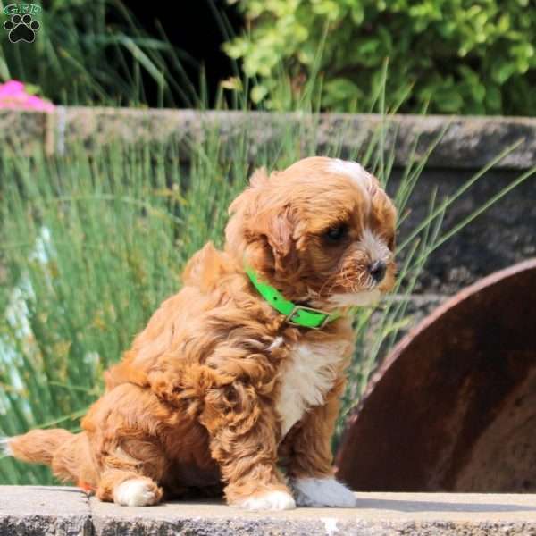 Kayla, Cavapoo Puppy