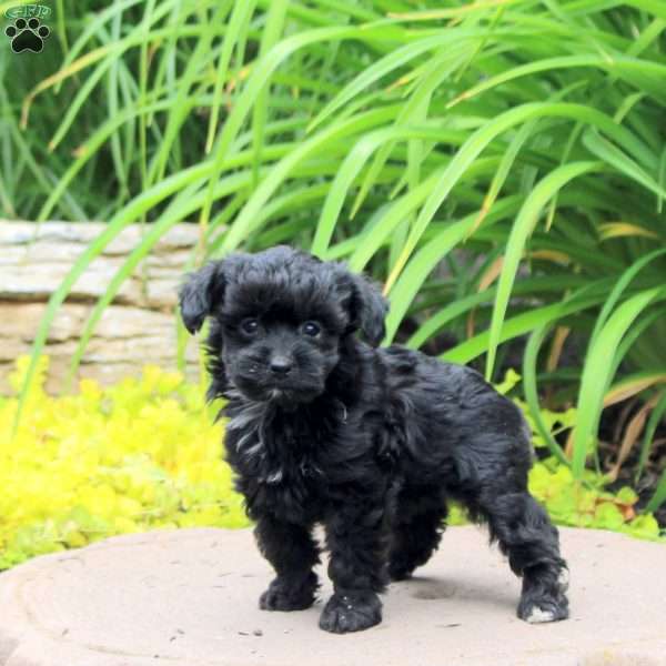 Kayla, Yorkie Poo Puppy