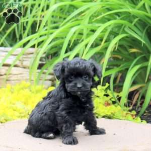 Kayla, Yorkie Poo Puppy