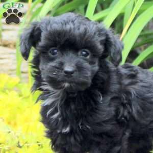 Kayla, Yorkie Poo Puppy