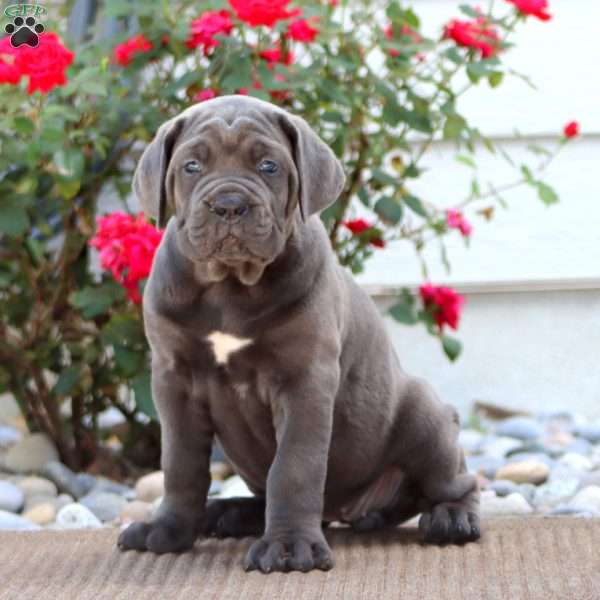 Kayla, Cane Corso Puppy