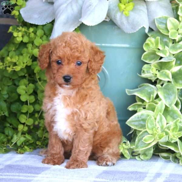 Kayla, Mini Goldendoodle Puppy