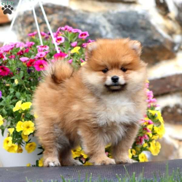 Kayla, Pomeranian Puppy
