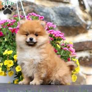 Kayla, Pomeranian Puppy
