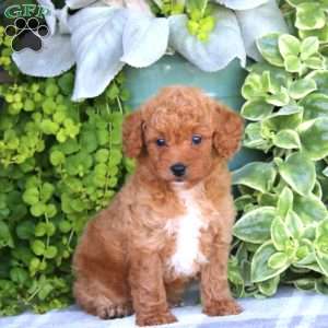 Kayla, Mini Goldendoodle Puppy