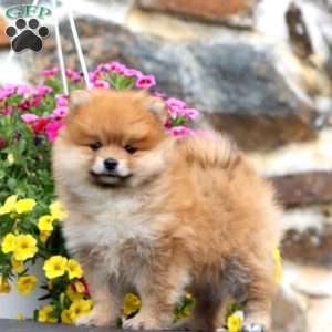 Kayla, Pomeranian Puppy