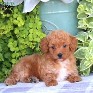 Kayla, Mini Goldendoodle Puppy
