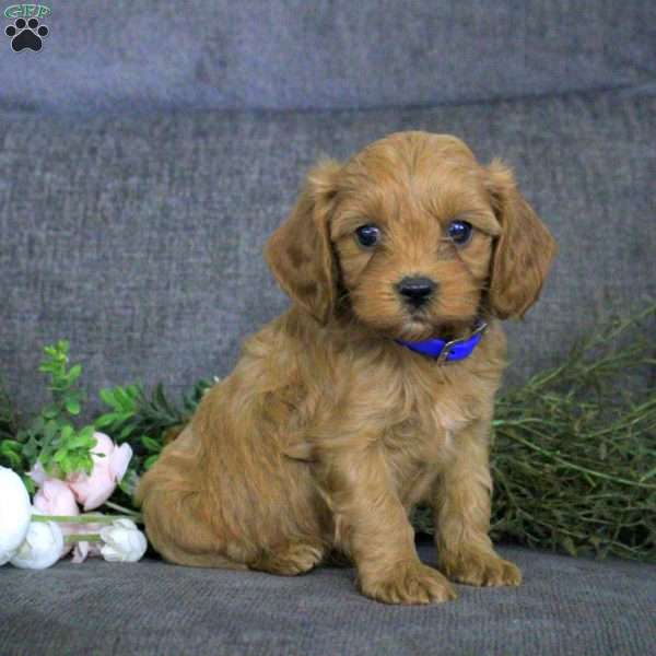 Keegan, Cavapoo Puppy
