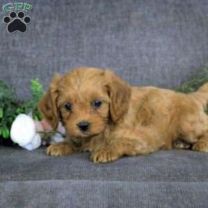 Keegan, Cavapoo Puppy