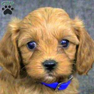Keegan, Cavapoo Puppy