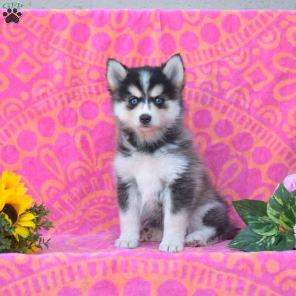 Keith, Pomsky Puppy