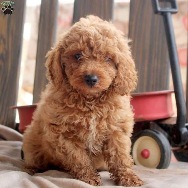 Kelcey, Cockapoo Puppy