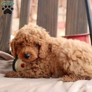 Kelcey, Cockapoo Puppy