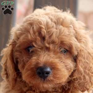 Kelcey, Cockapoo Puppy