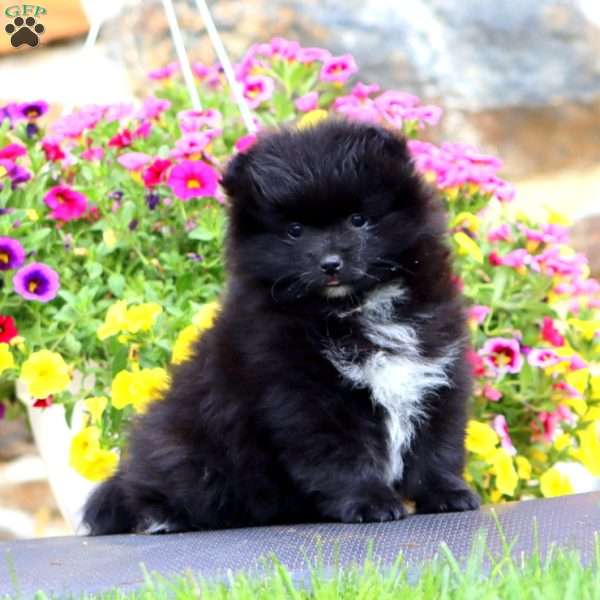 Kelly, Pomeranian Puppy