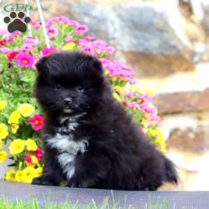 Kelly, Pomeranian Puppy
