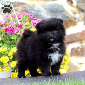 Kelly, Pomeranian Puppy