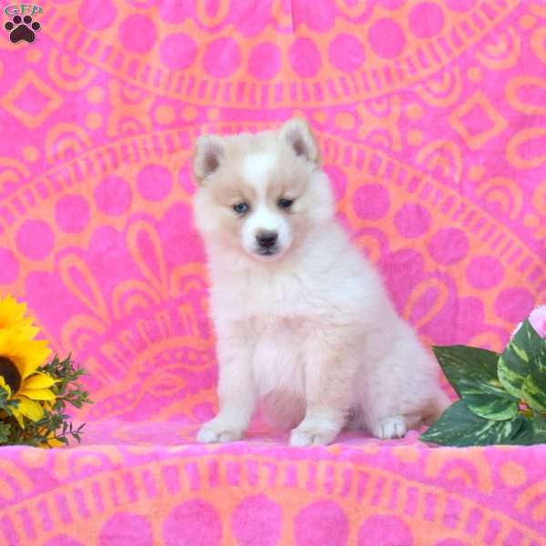 Kendra, Pomsky Puppy