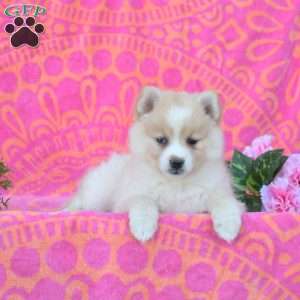 Kendra, Pomsky Puppy