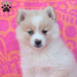 Kendra, Pomsky Puppy