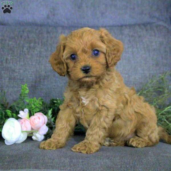 Kennedy, Cavapoo Puppy