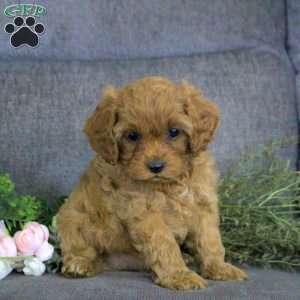 Kennedy, Cavapoo Puppy