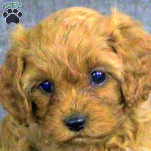 Kennedy, Cavapoo Puppy